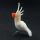 Glass Parrot Figure in Glass Figurines Birds category