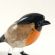 Glass Bullfinch Bird Figurine in Glass Figurines Birds category