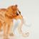 Mammoth Figurine Beige in Glass Figurines Wild  Animals category