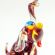 Glass Dog Figure in Glass Figurines Dogs category