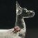 Silver German Dog Figurine in Glass Figurines Dogs category