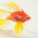 Fish with Yellow Tail in Glass Figurines Sea Life Creatures category