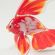 Glass Red Fish Figure in Glass Figurines Sea Life Creatures category