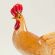 Glass Hen in Glass Figurines Birds category