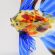 Glass Figurine Fish Blue and Red in Glass Figurines Sea Life Creatures category