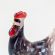Glass Bird Hen in Glass Figurines Birds category