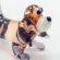 Glass Bigli in Glass Figurines Dogs category