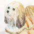 Faberge Box Lapdog